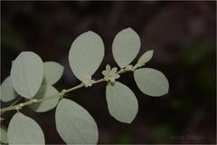 Phyllanthus narayanswamii